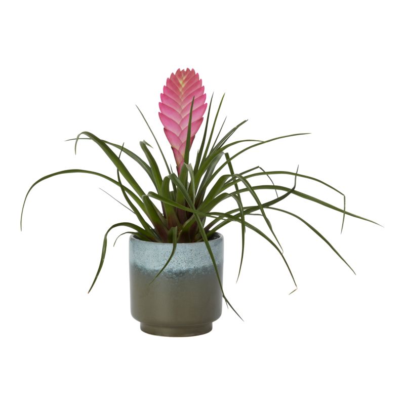 Bromelia-mix i keramik 9 cm