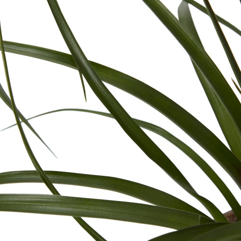 Bromelia-mix i keramik 9 cm
