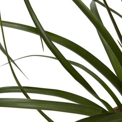 Bromelia-mix i keramik 9 cm