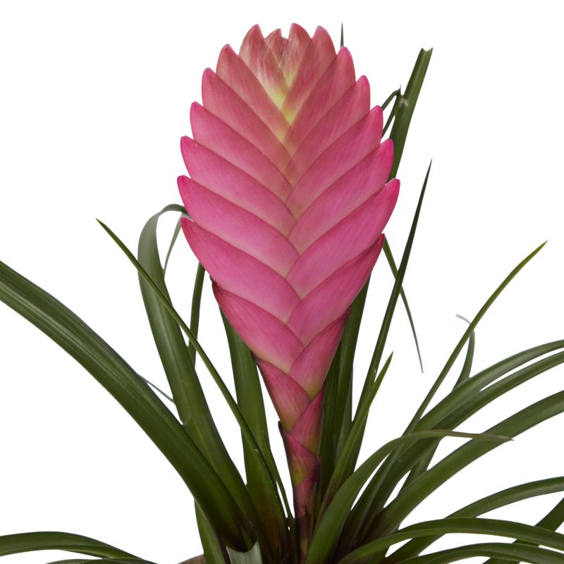 Bromelia-mix i keramik 9 cm