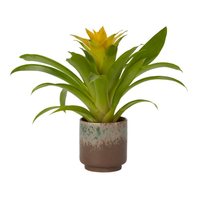 Bromelia-mix i keramik 9 cm