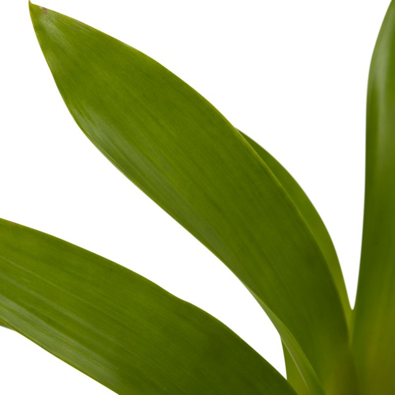Bromelia-mix i keramik 9 cm