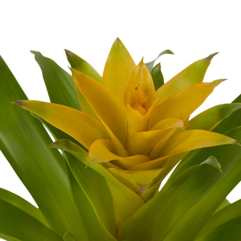 Bromelia-mix i keramik 9 cm