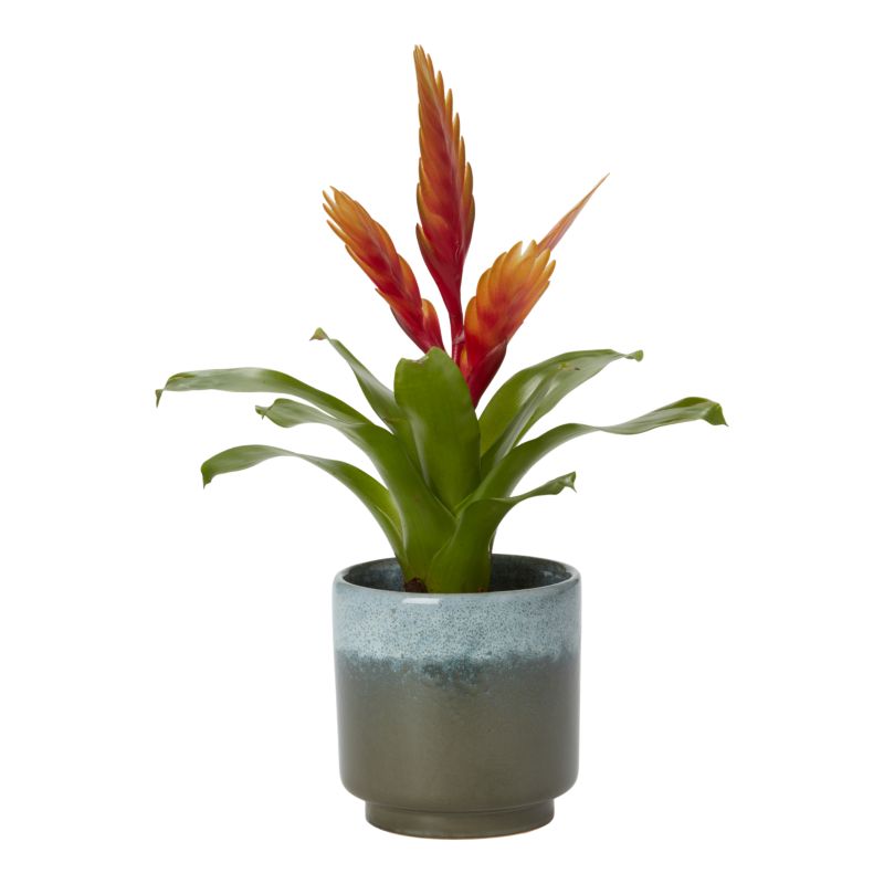 Bromelia-mix i keramik 9 cm