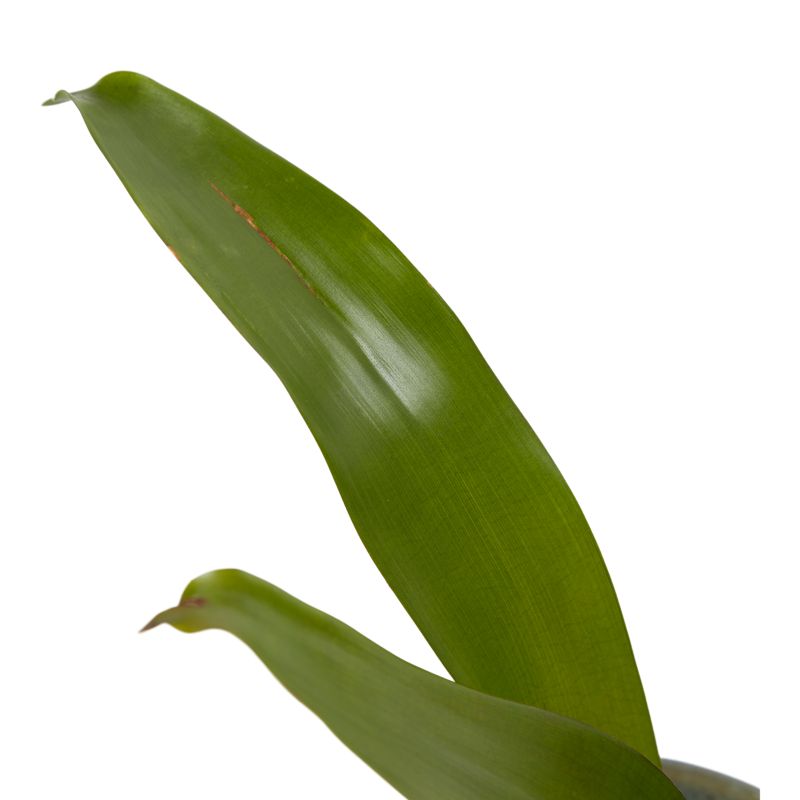 Bromelia-mix i keramik 9 cm