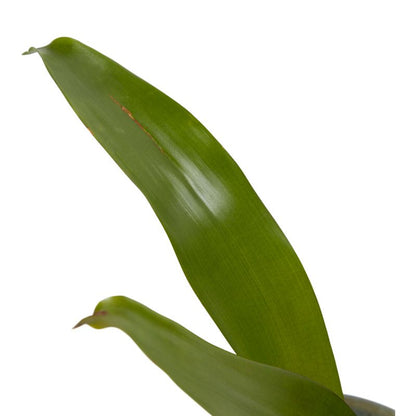 Bromelia-mix i keramik 9 cm