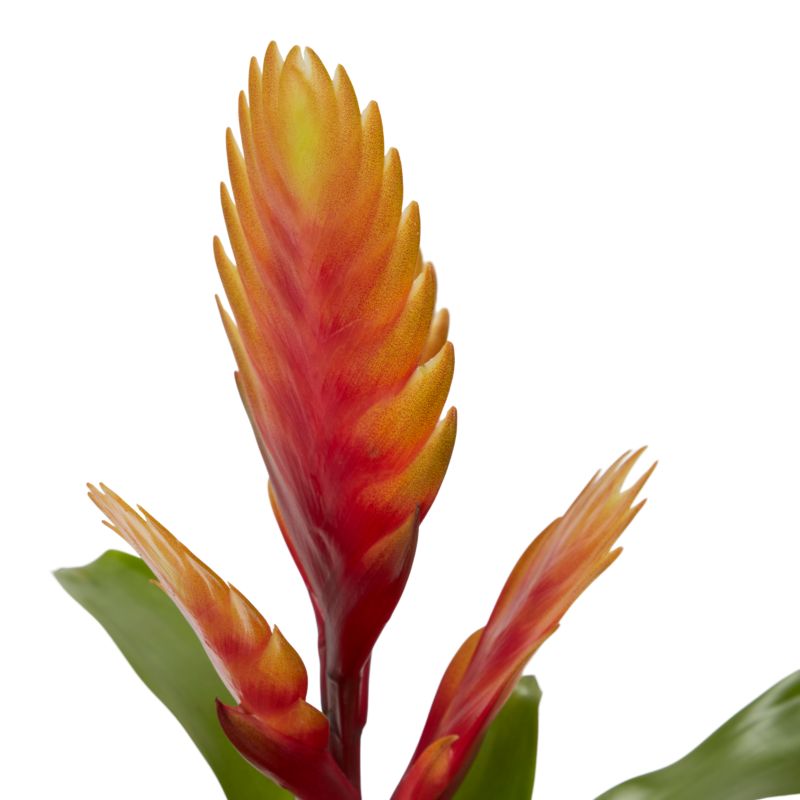 Bromelia-mix i keramik 9 cm