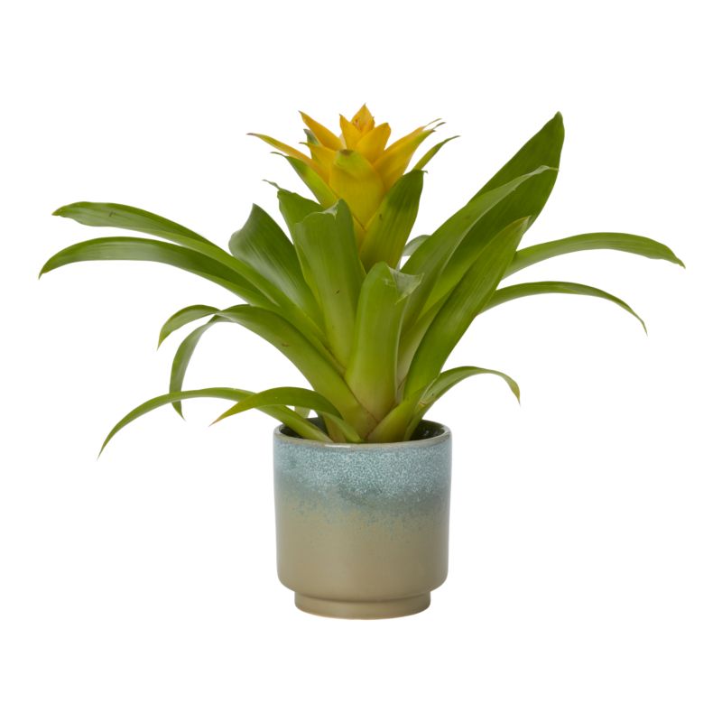 Bromelia-mix i keramik 9 cm