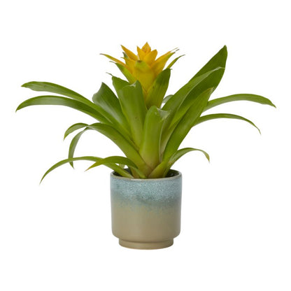 Bromelia-mix i keramik 9 cm