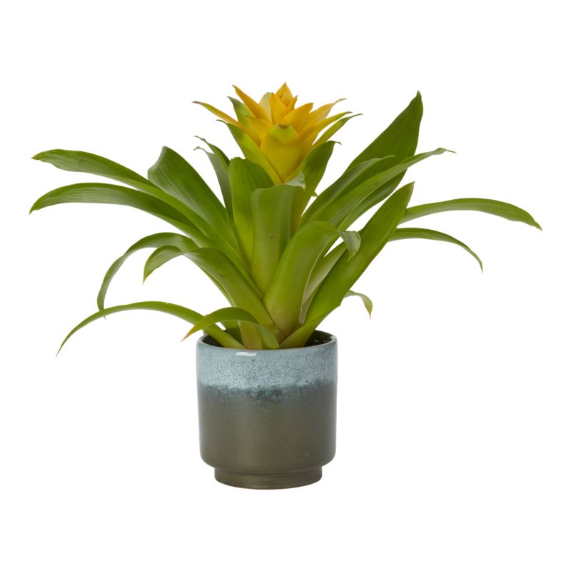 Bromelia-mix i keramik 9 cm