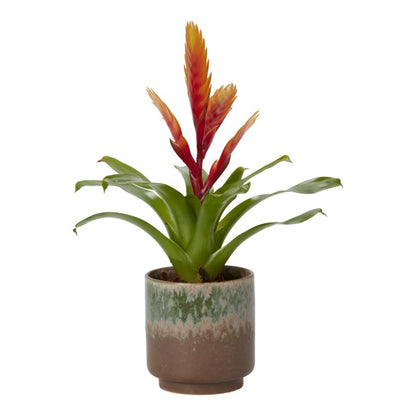 Bromelia-mix i keramik 9 cm