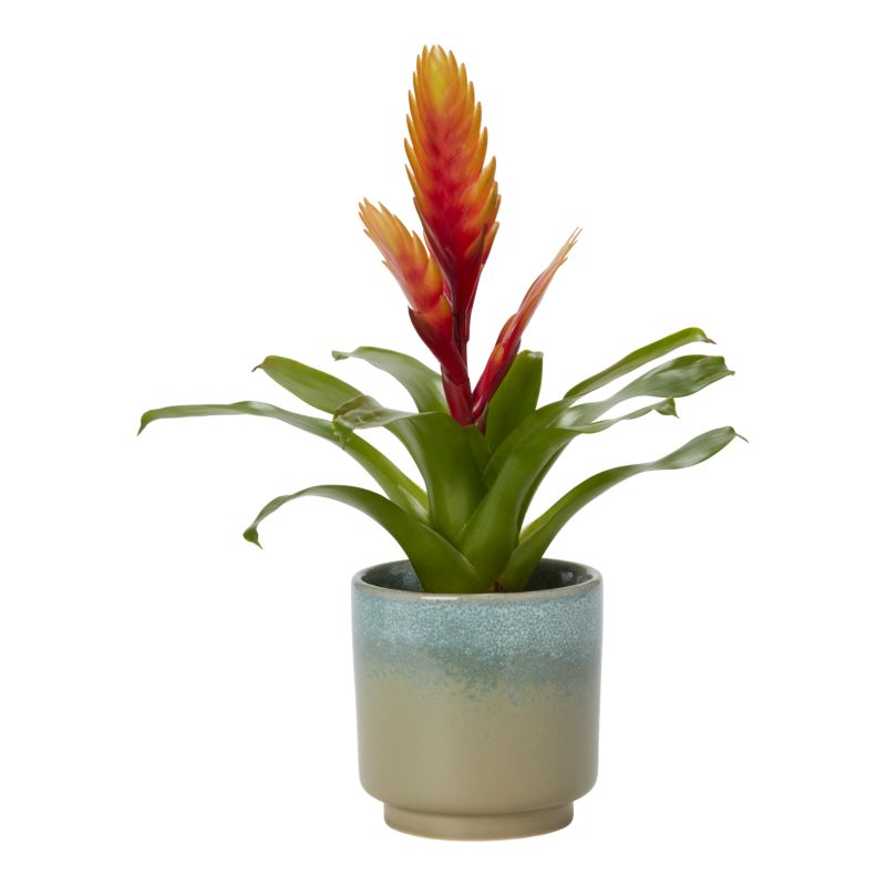 Bromelia-mix i keramik 9 cm