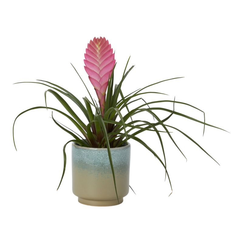 Bromelia-mix i keramik 9 cm