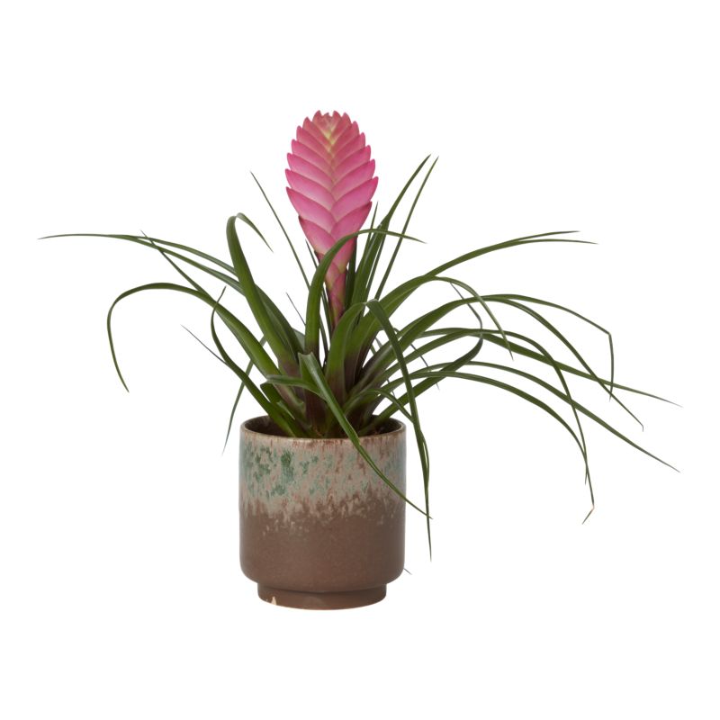 Bromelia-mix i keramik 9 cm