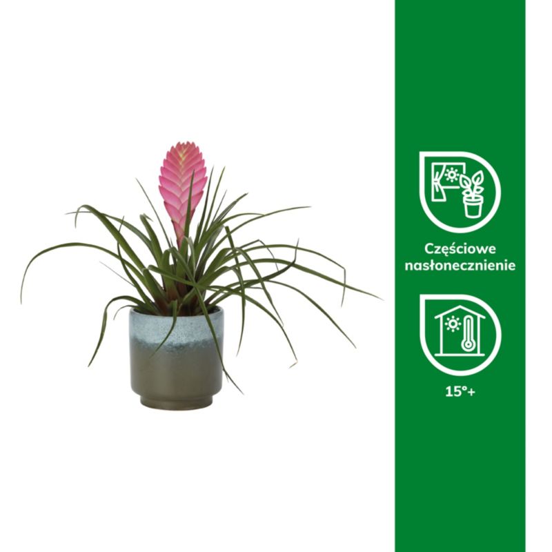 Bromelia-mix i keramik 9 cm