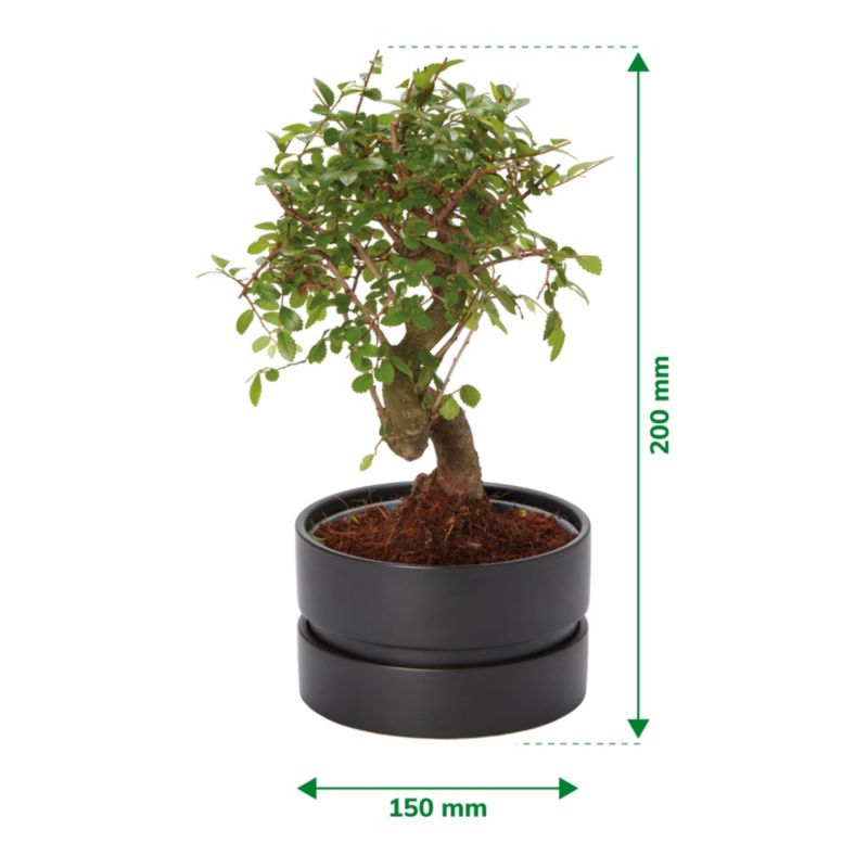 GoodHome japansk hjertetræ 15 cm