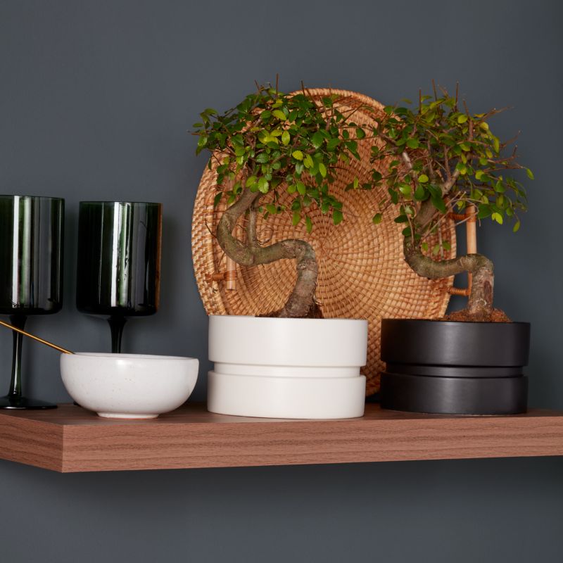 GoodHome japansk hjertetræ 15 cm