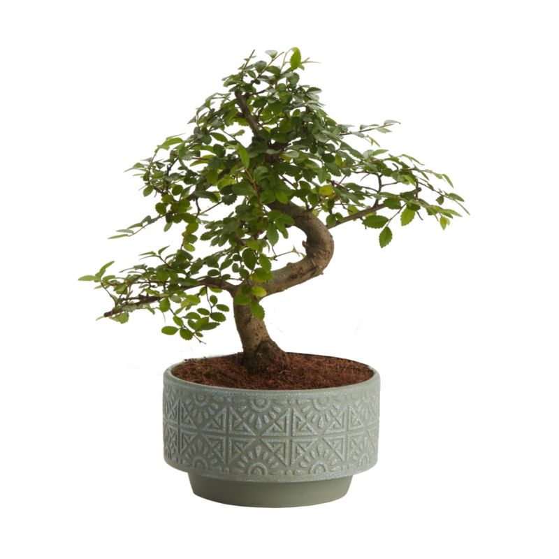 GoodHome japansk hjertetræ 15 cm