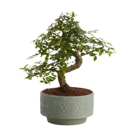GoodHome japansk hjertetræ 15 cm