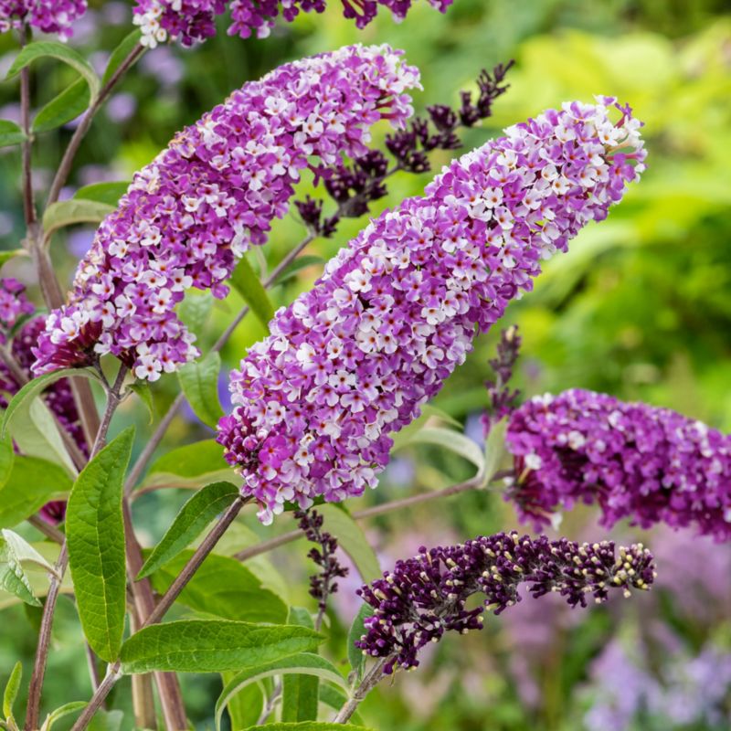Buddleja Berries & Cream Verve 3 l