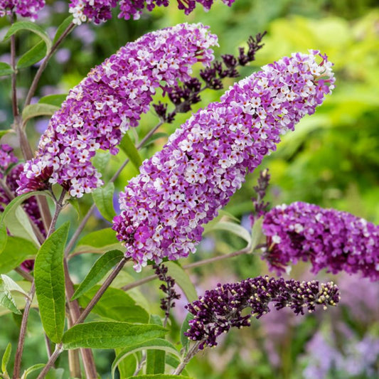 Buddleja Berries & Cream Verve 3 l