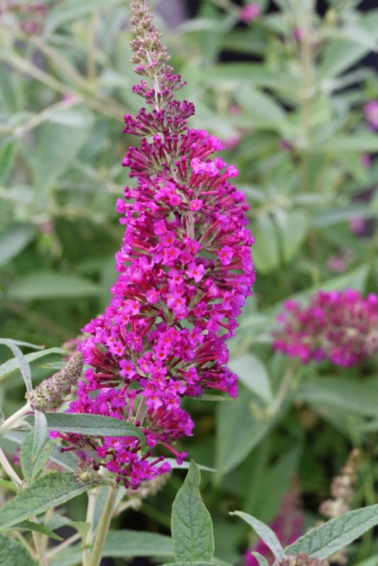 Buddleja Summer Lounge Lila Verve 2 l
