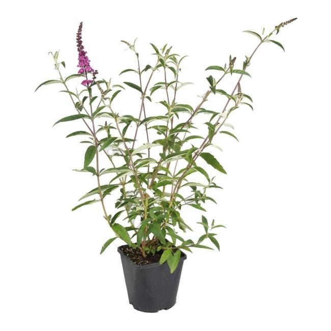 Buddleja Summer Lounge Lila Verve 2 l