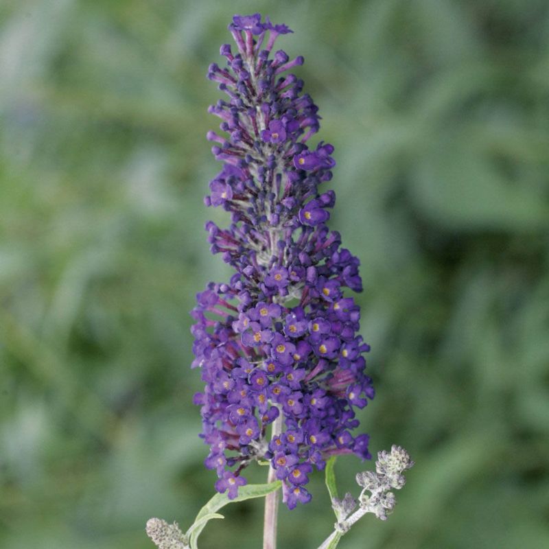 Buddleja Summer Lounge Verve 2 l