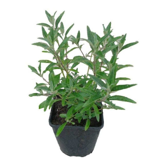 Buddleja Summer Lounge Verve 2 l
