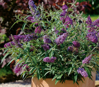 Budleja i potte D17 – smukket blomstrende busk til haven