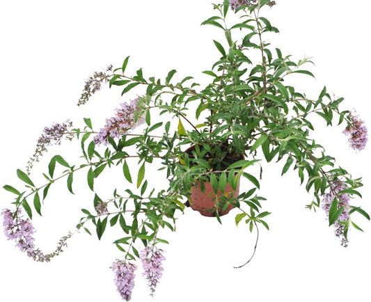 Budleja i potte D17 – smukket blomstrende busk til haven