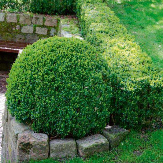 Buksbom (Buxus) P10 - Eviggrøn og Formbar Prydbusk