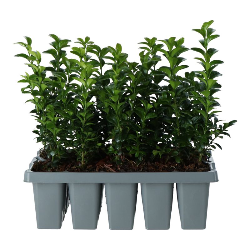 Buksbom Verve 9 cm