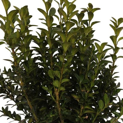 Buksbom Verve 9 cm