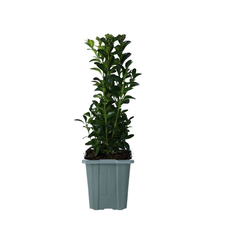 Buksbom Verve 9 cm