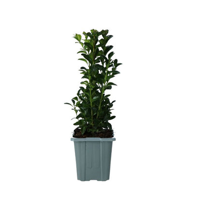 Buksbom Verve 9 cm