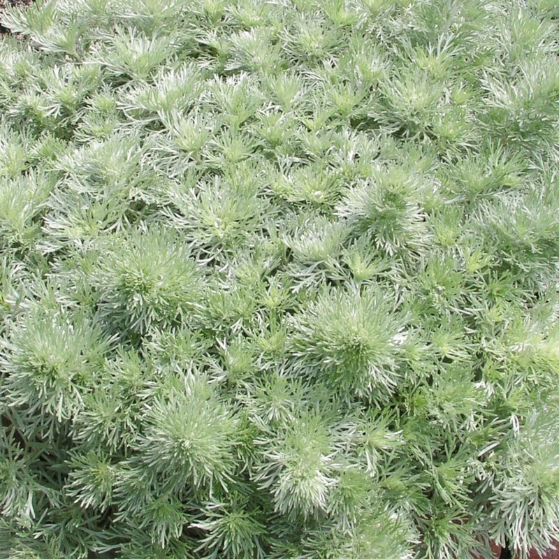 Bylica Silver Mound Verve 10,5 cm