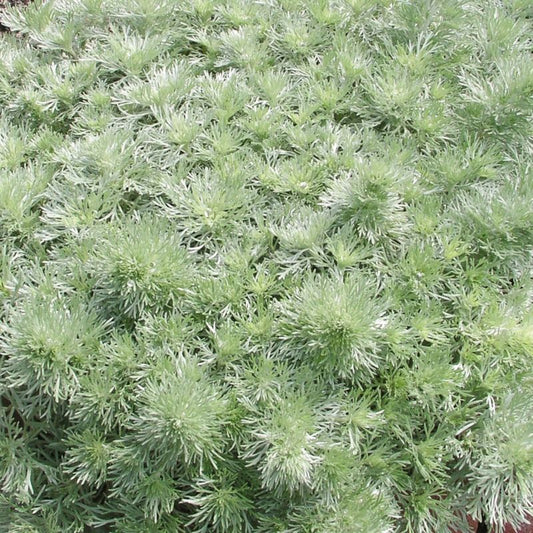 Bylica Silver Mound Verve 10,5 cm