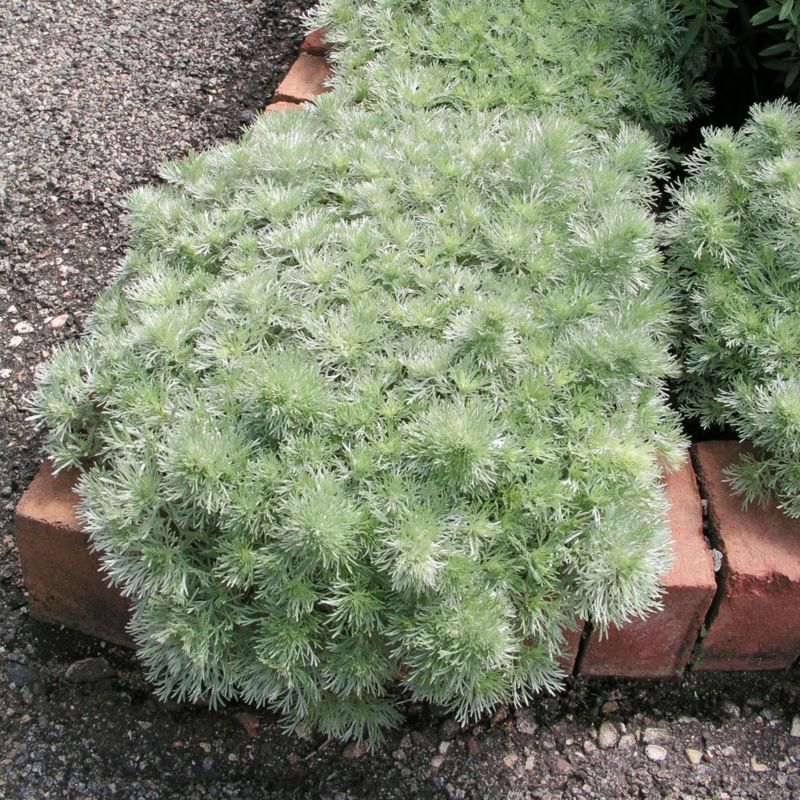 Bylica Silver Mound Verve 10,5 cm