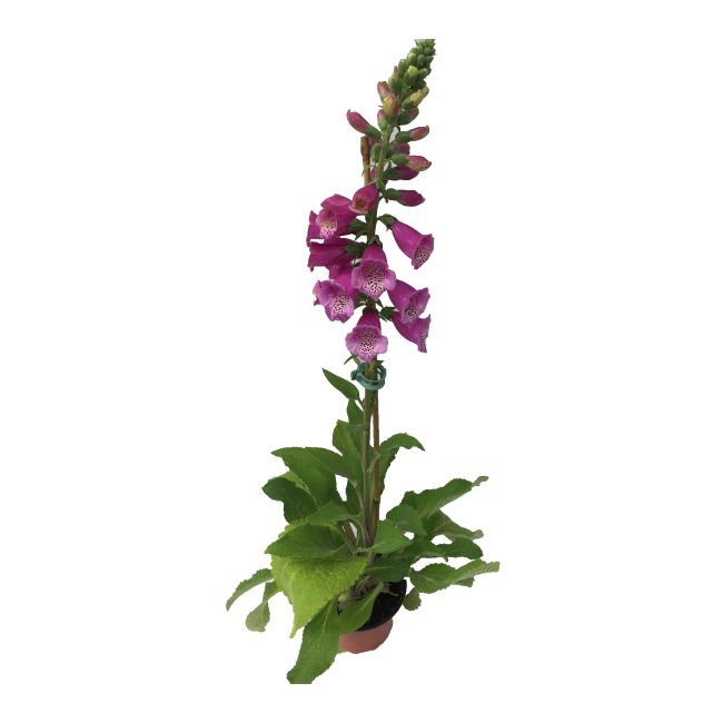Staude Fingerbøl i potte 12 cm