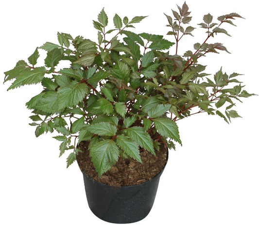 Stauder i 17 cm potte