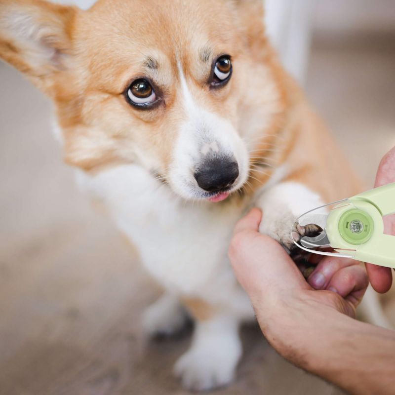 Springos negleklipper til hund og kat i rustfrit stål med LED-lys og indbygget fil – 1 stk.