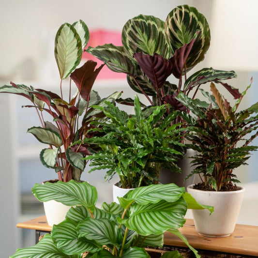 Calathea mix Verve 12 cm
