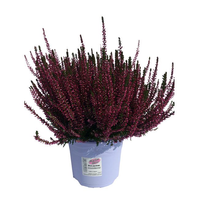 Calluna vulgaris Garden Girls C2 - dekorativ og hårdfør surbundsplanter