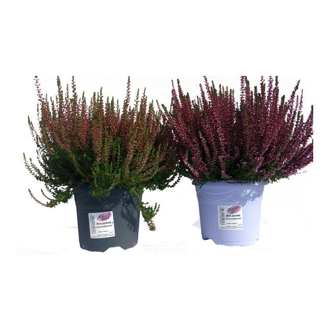 Calluna vulgaris Garden Girls C2 - dekorativ og hårdfør surbundsplanter