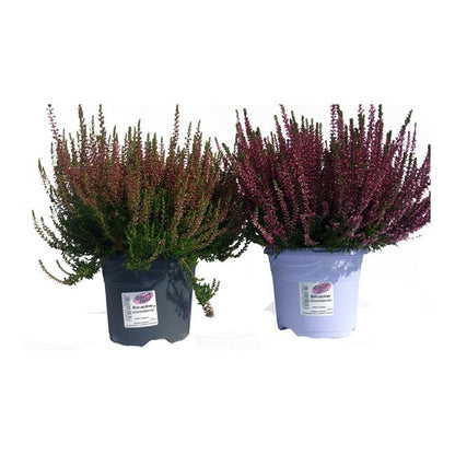Calluna vulgaris Garden Girls C2 - dekorativ og hårdfør surbundsplanter
