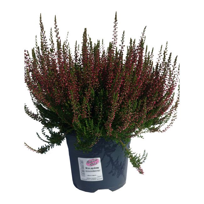 Calluna vulgaris Garden Girls C2 - dekorativ og hårdfør surbundsplanter