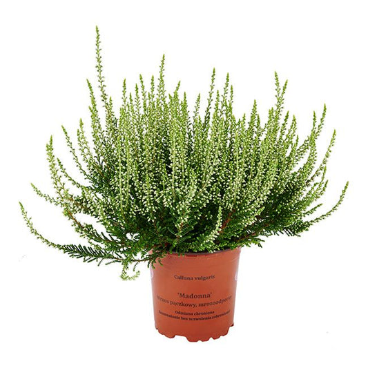 Calluna vulgaris Garden Girls P11