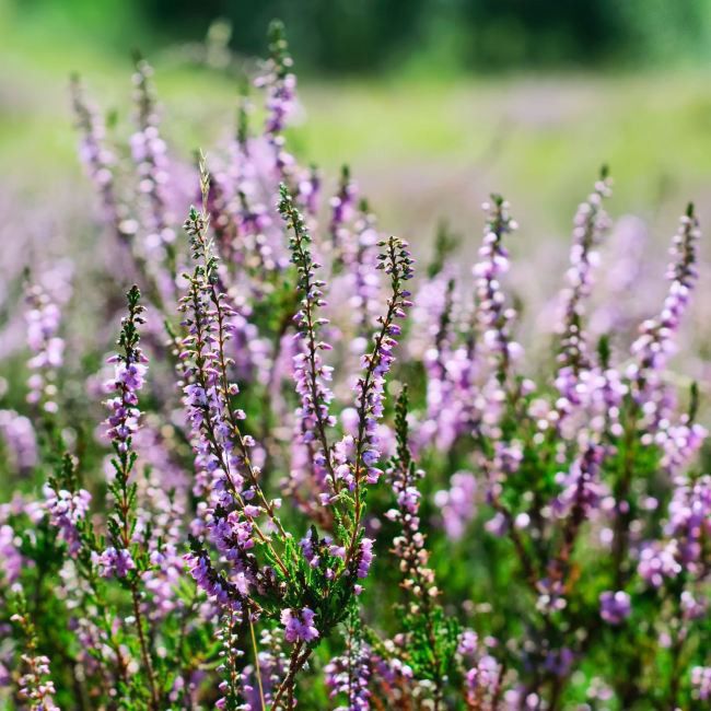 Calluna vulgaris sort fuld P11