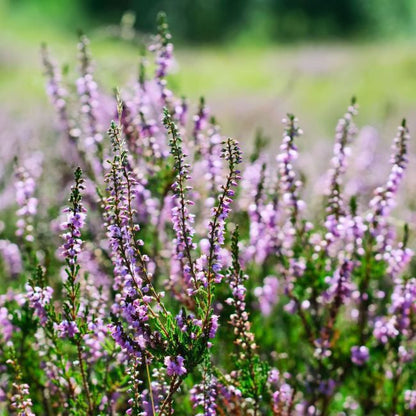 Calluna vulgaris sort fuld P11
